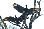 Picture 'Br1_0_00540 Black Vulture, Brazil'